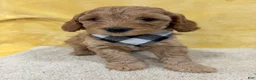 Mini Goldendoodle dogs for sale: Dakota - Ad 2