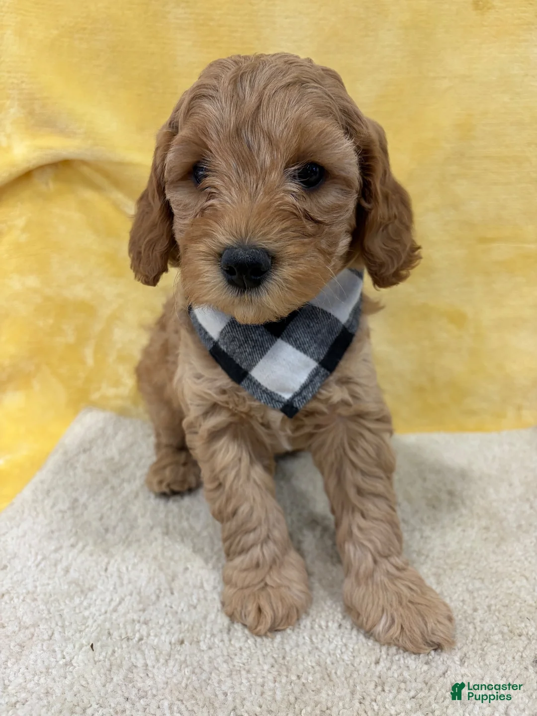 Mini Goldendoodle dogs for sale: Dakota - Ad 2