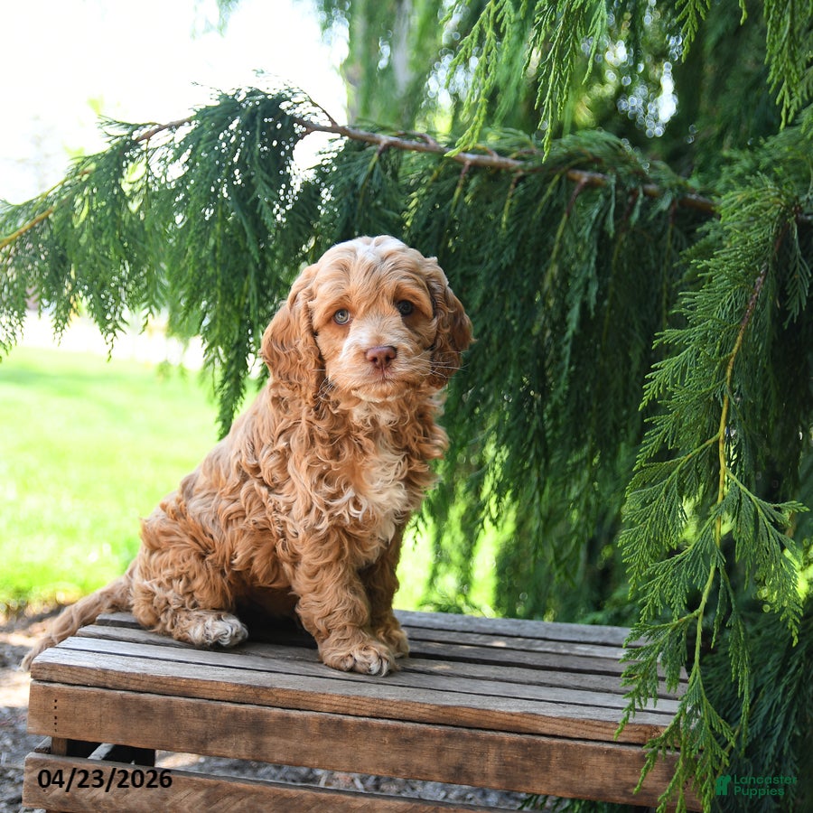 Cockapoo dogs Candy - Ad 2