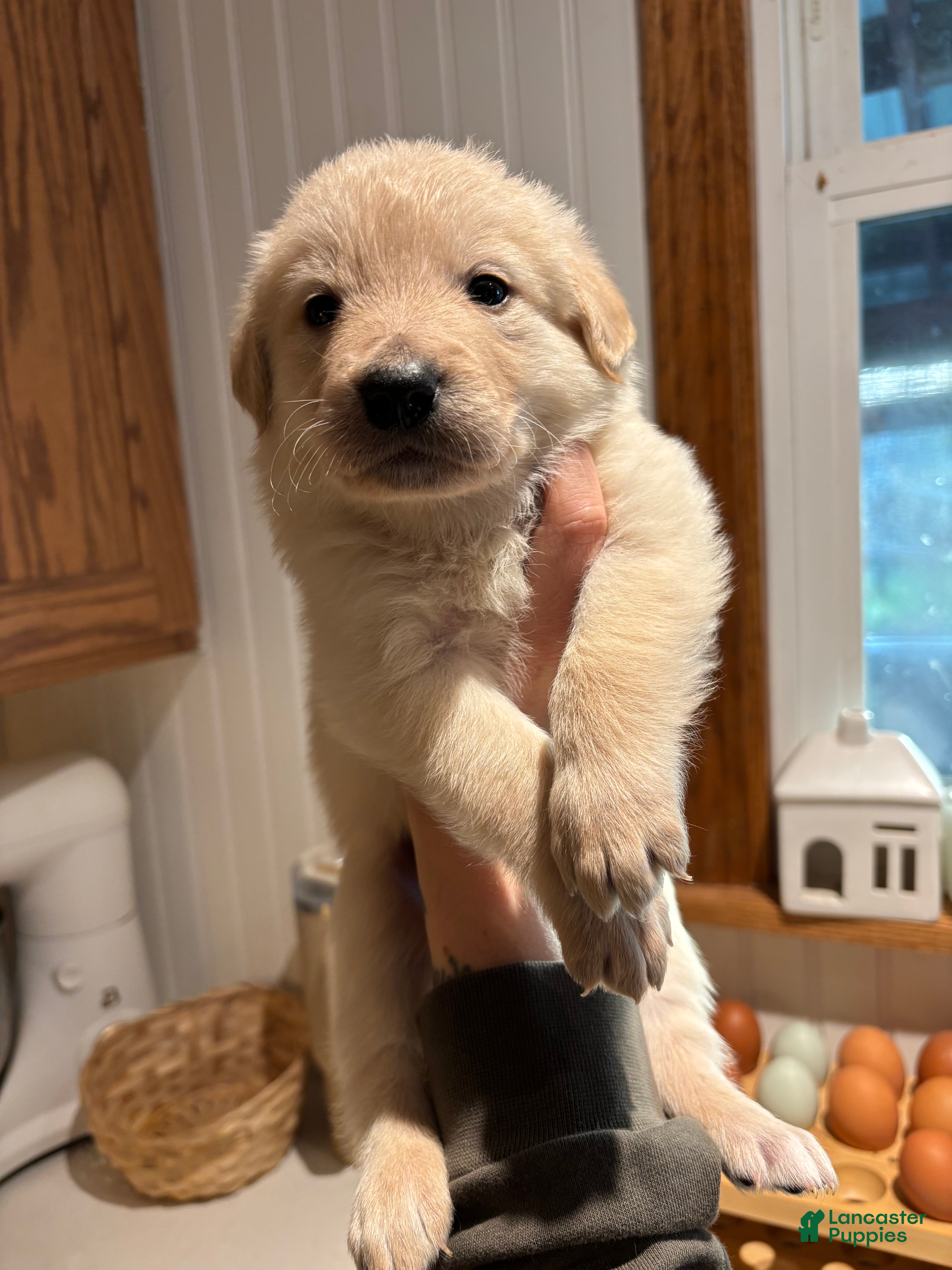 Mixed Breed dogs Blue Collar - Ad 18