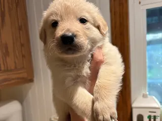 Mixed Breed dogs Blue Collar - Ad 18