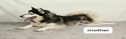 Pomsky dogs for sale: Gina  - Ad 4