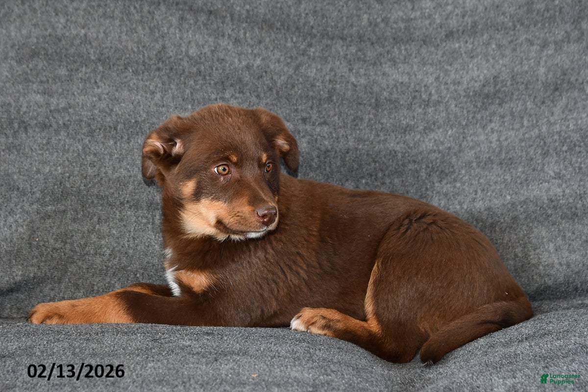 Mixed Breed dogs Lacey - Ad 2