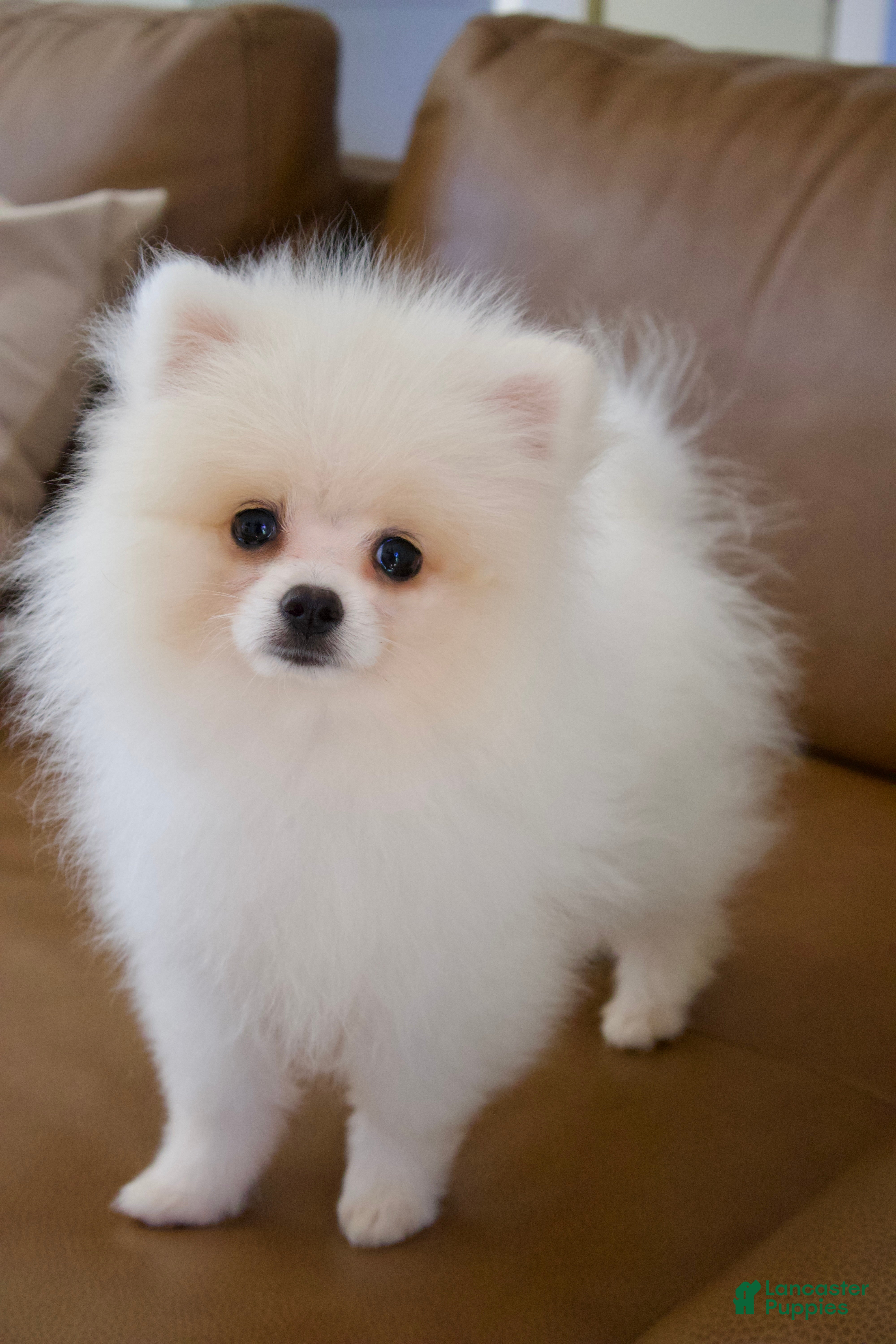 Pomeranian dogs for sale: Armani  - Ad 32