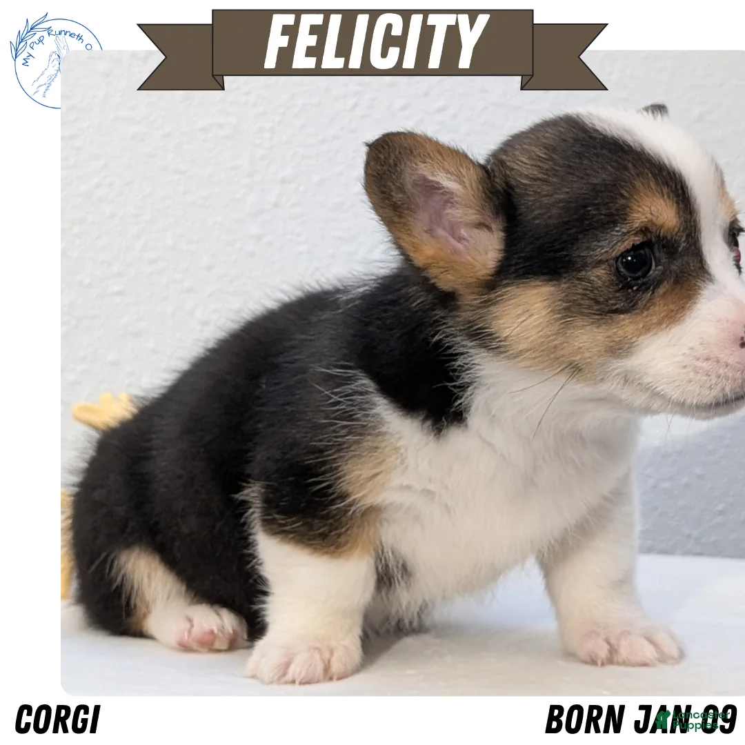 Welsh Corgi Pembroke dogs for sale: Felicity  - Ad 1