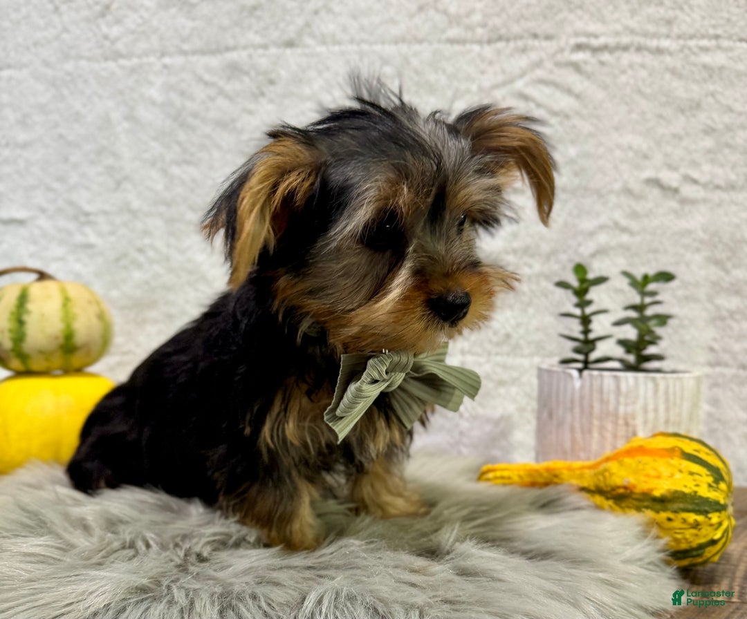 Yorkshire Terrier dogs for sale: Koby - Ad 4