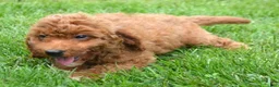 Mini Goldendoodle dogs for sale: Dora Mini Goldendoodle 7 - Ad 2