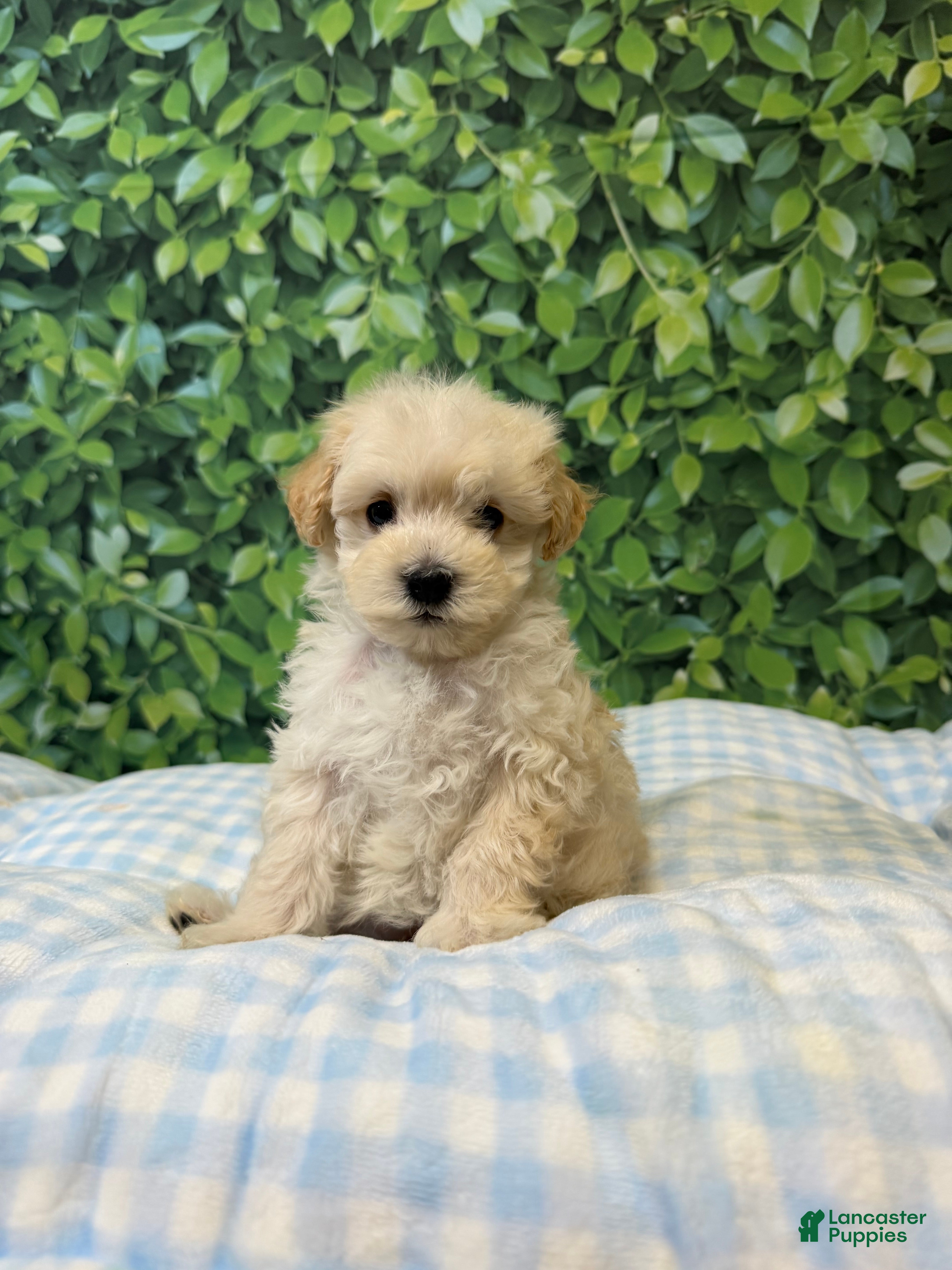 Maltipoo dogs Donald  - Ad 2