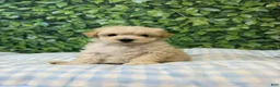 Maltipoo dogs for sale: Donald  - Ad 2