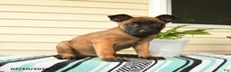 Belgian Malinois dogs for sale: Jabari - Ad 5