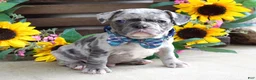 French Bulldog dogs for sale: Louie - Ad 9