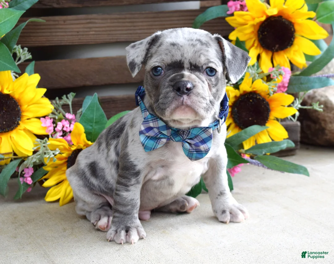 French Bulldog dogs for sale: Louie - Ad 9