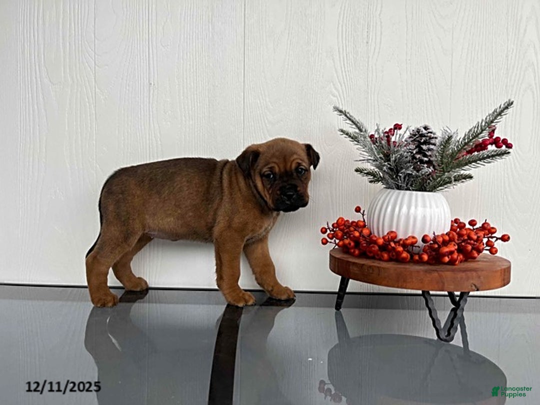 Mixed Breed dogs for sale: Mocha - Ad 3