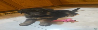 German Shepherd Puppy 4