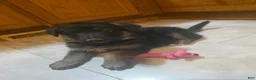 Golden Shepherd dogs for sale: German Shepherd Puppy 4 - Ad 1