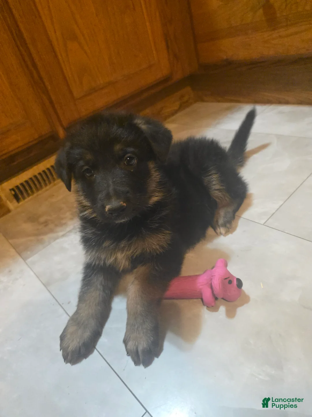 Golden Shepherd dogs for sale: German Shepherd Puppy 4 - Ad 1