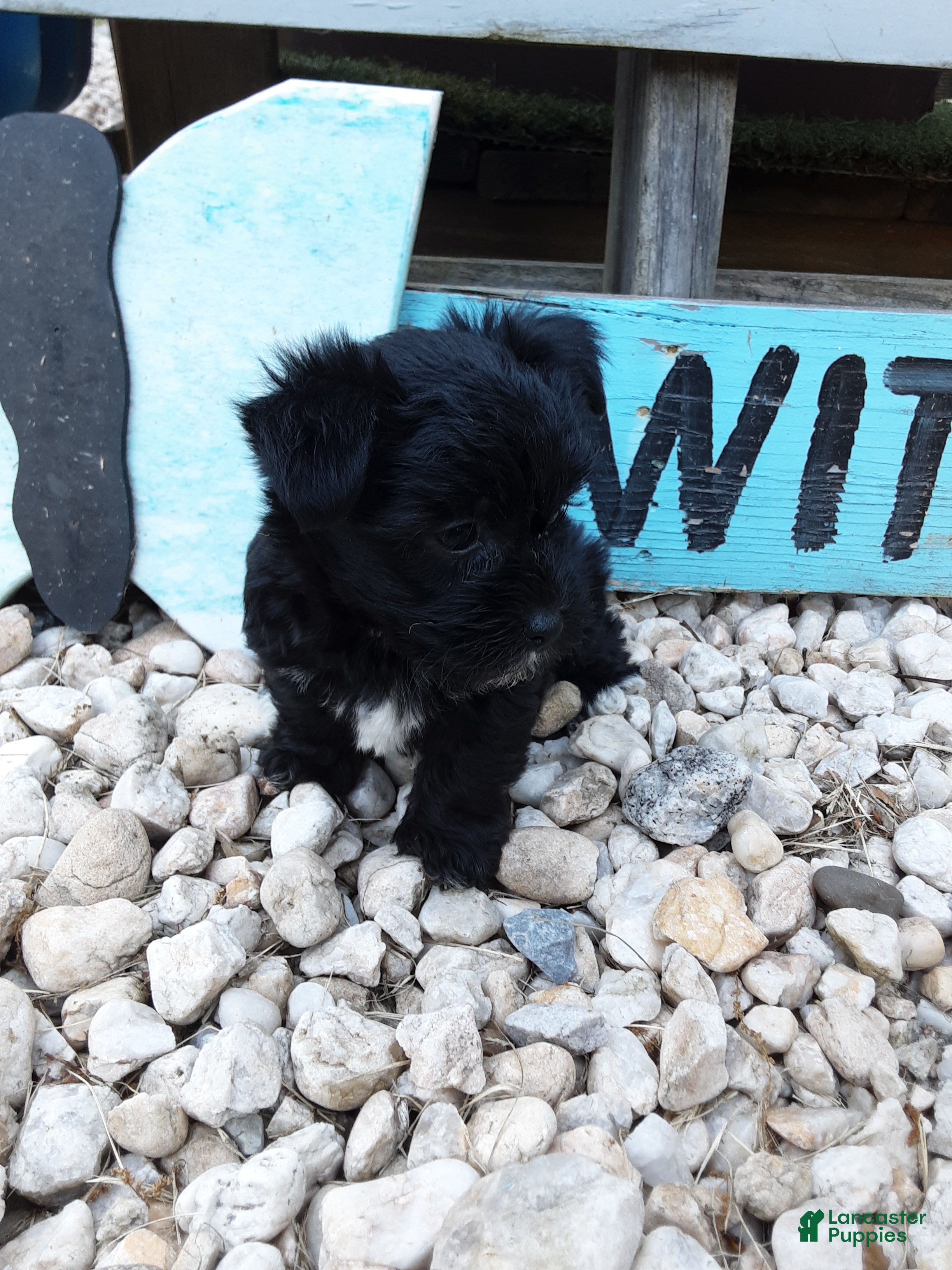 Yorkiepoo dogs Dahlia  - Ad 2