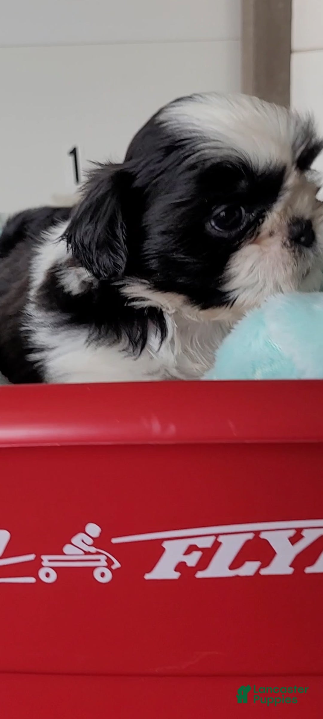 Shih Tzu dogs Cookie - Ad 2
