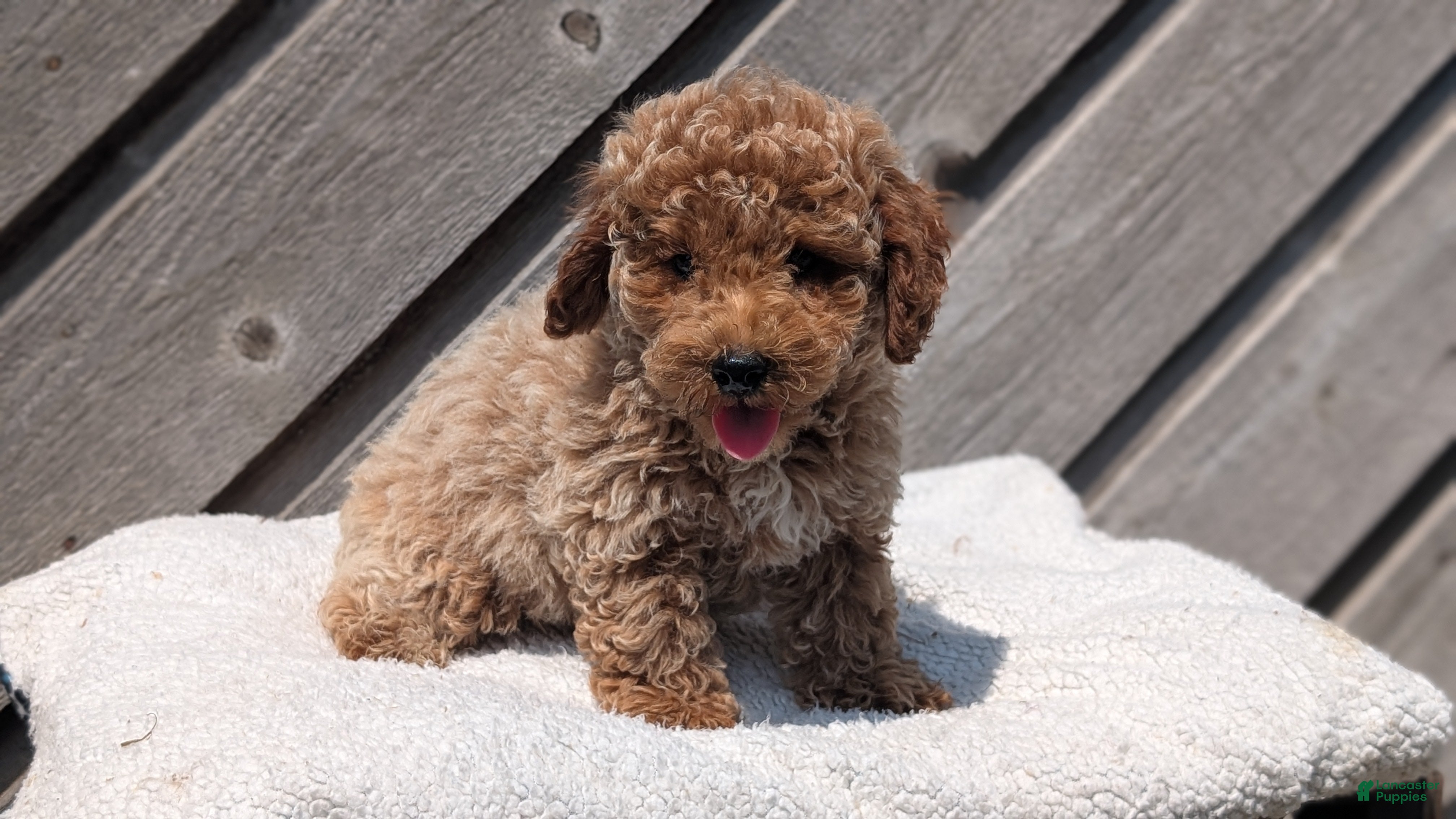 Miniature Poodle dogs Rascal - Ad 2