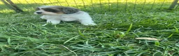 Mixed Breed dogs for sale: Blue Munchkin Bernedoodle  - Ad 6