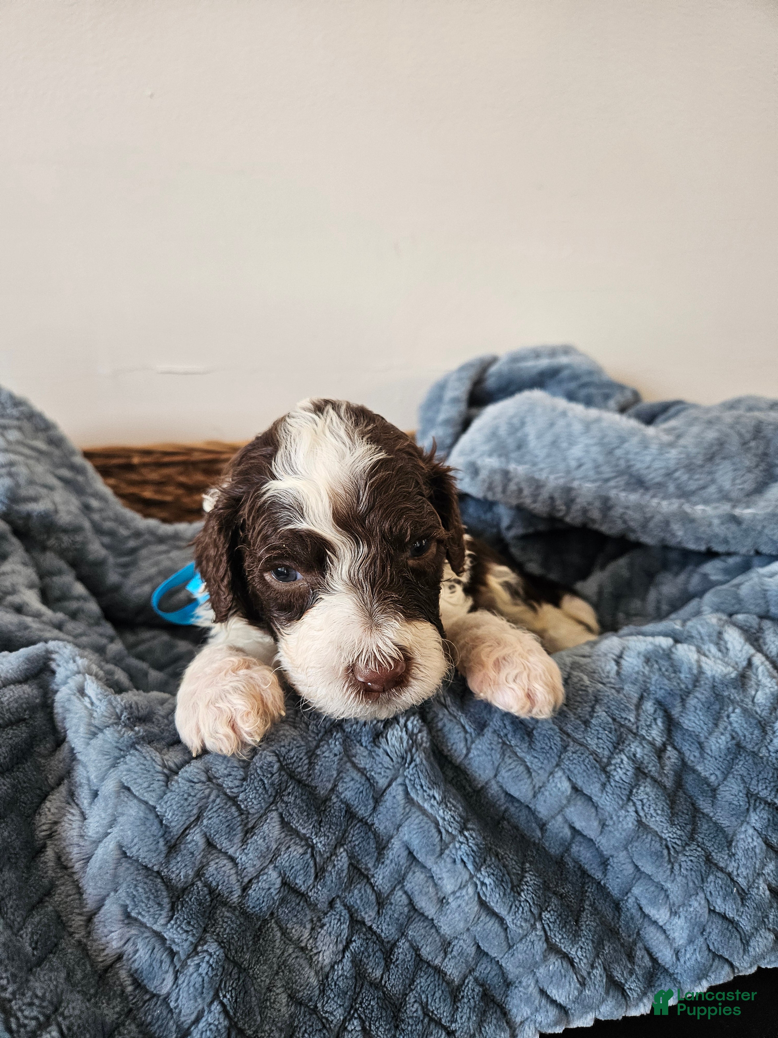 Portuguese Water Dog dogs Spot - Ad 21