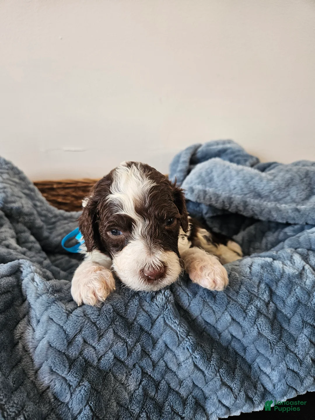 Portuguese Water Dog dogs for sale: Spot - Ad 1