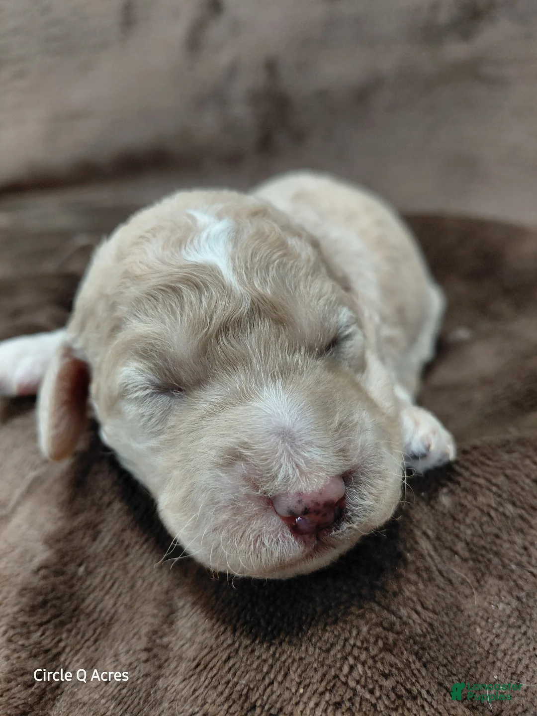 Mini Goldendoodle dogs for sale: Diva - Ad 2