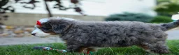 Mini Bernedoodle dogs for sale: 🐾 Meet Pilot 🐾 - Ad 15