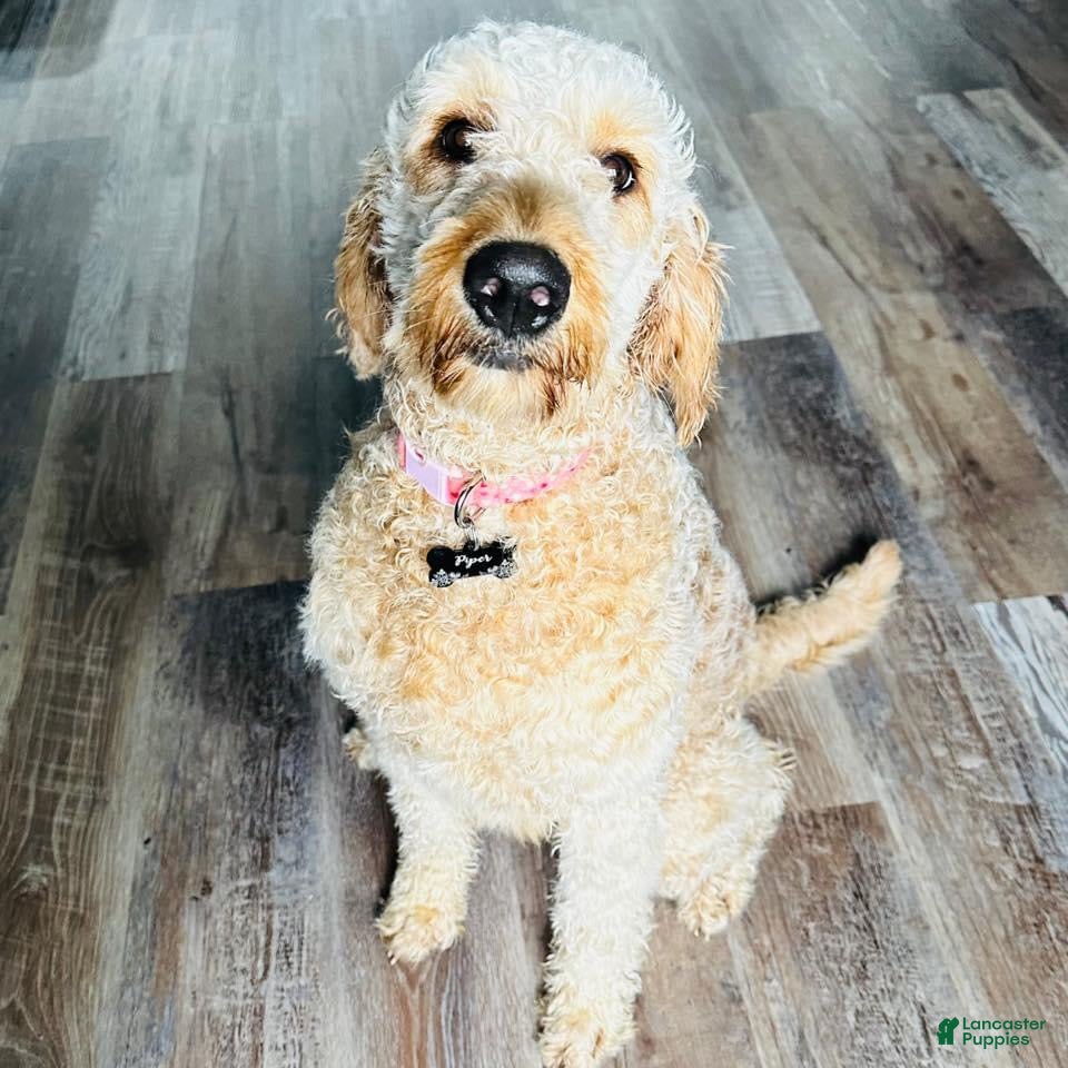 Goldendoodle dogs Goldendoodle Puppy 4 - Ad 2