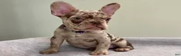 French Bulldog dogs for sale: Milano - Ad 4