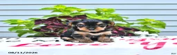 Yorkshire Terrier dogs for sale: Teddy - Ad 4