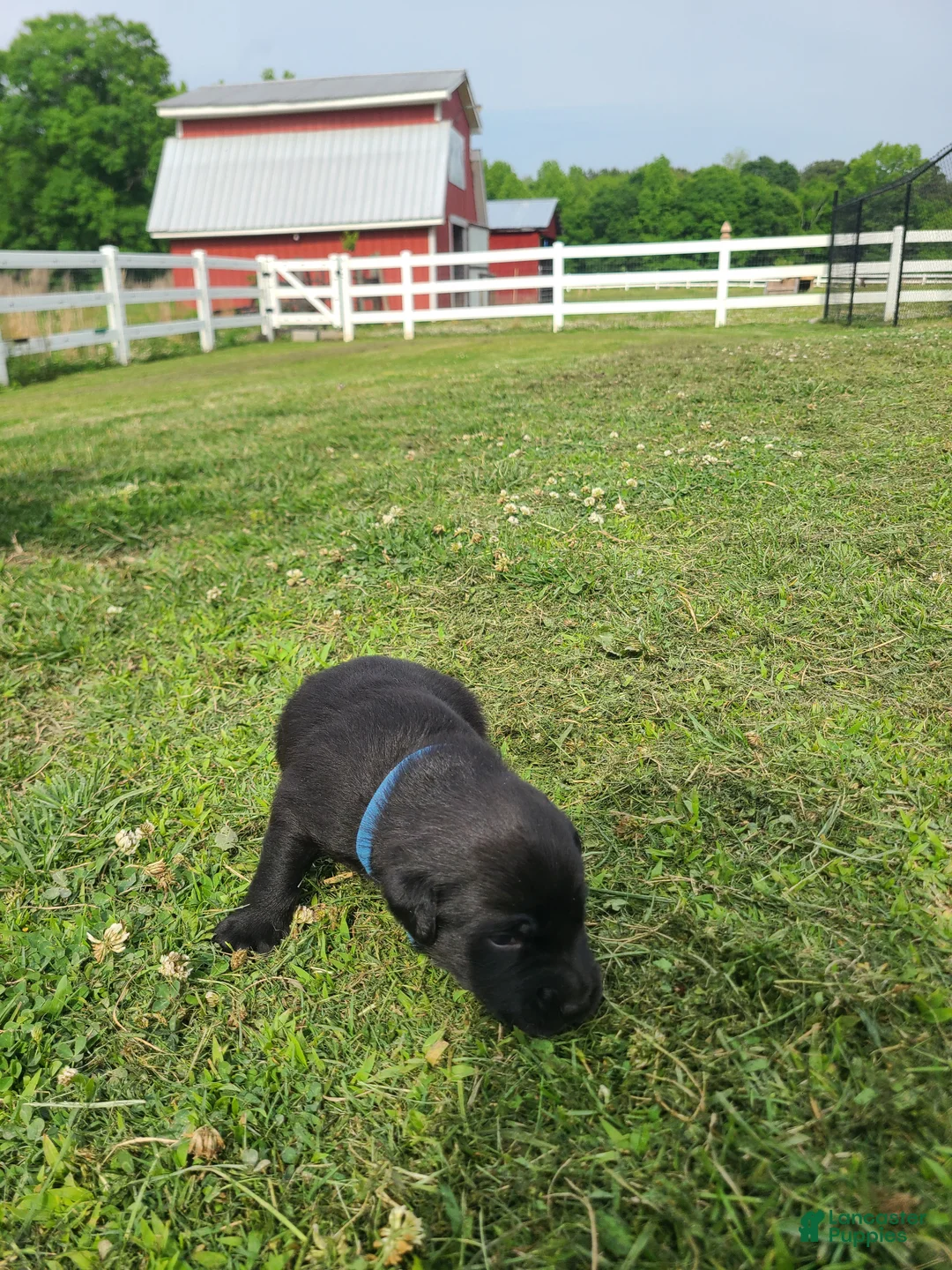 Labrador Retriever dogs for sale: Blue Male - Ad 1