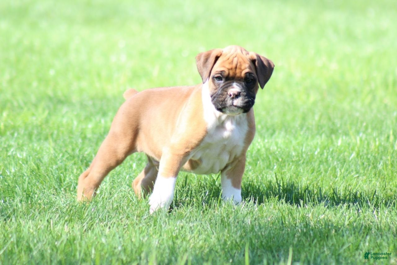 Boxer dogs Cody - Ad 32