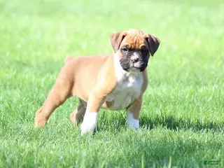 Boxer dogs Cody - Ad 33
