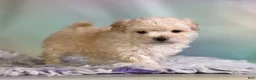Maltipoo dogs for sale: Taffy  - Ad 6