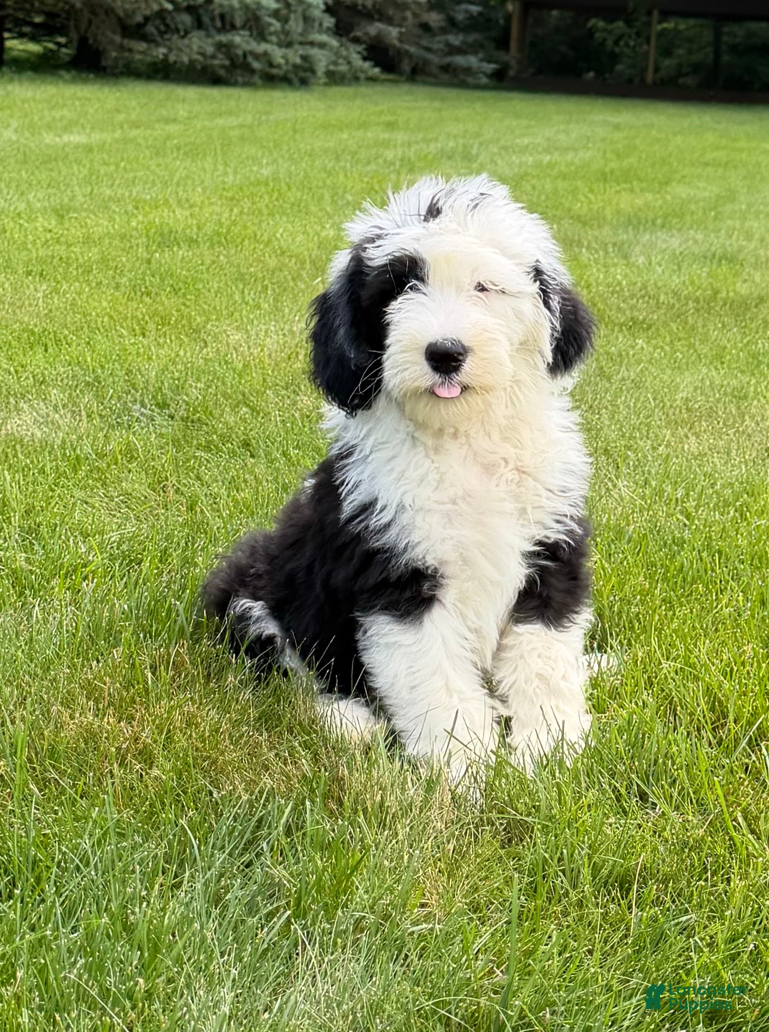 Sheepadoodle dogs Bear - Ad 1