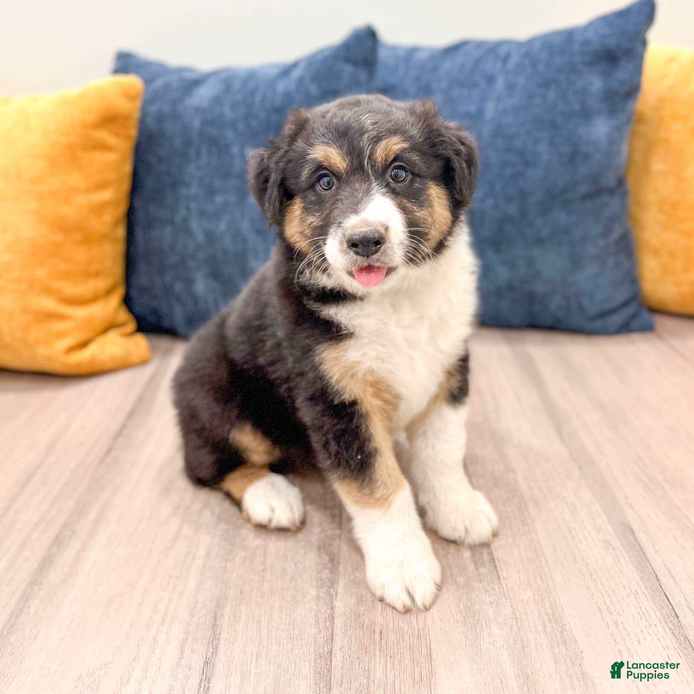 Australian Shepherd dogs Sandy - Ad 1
