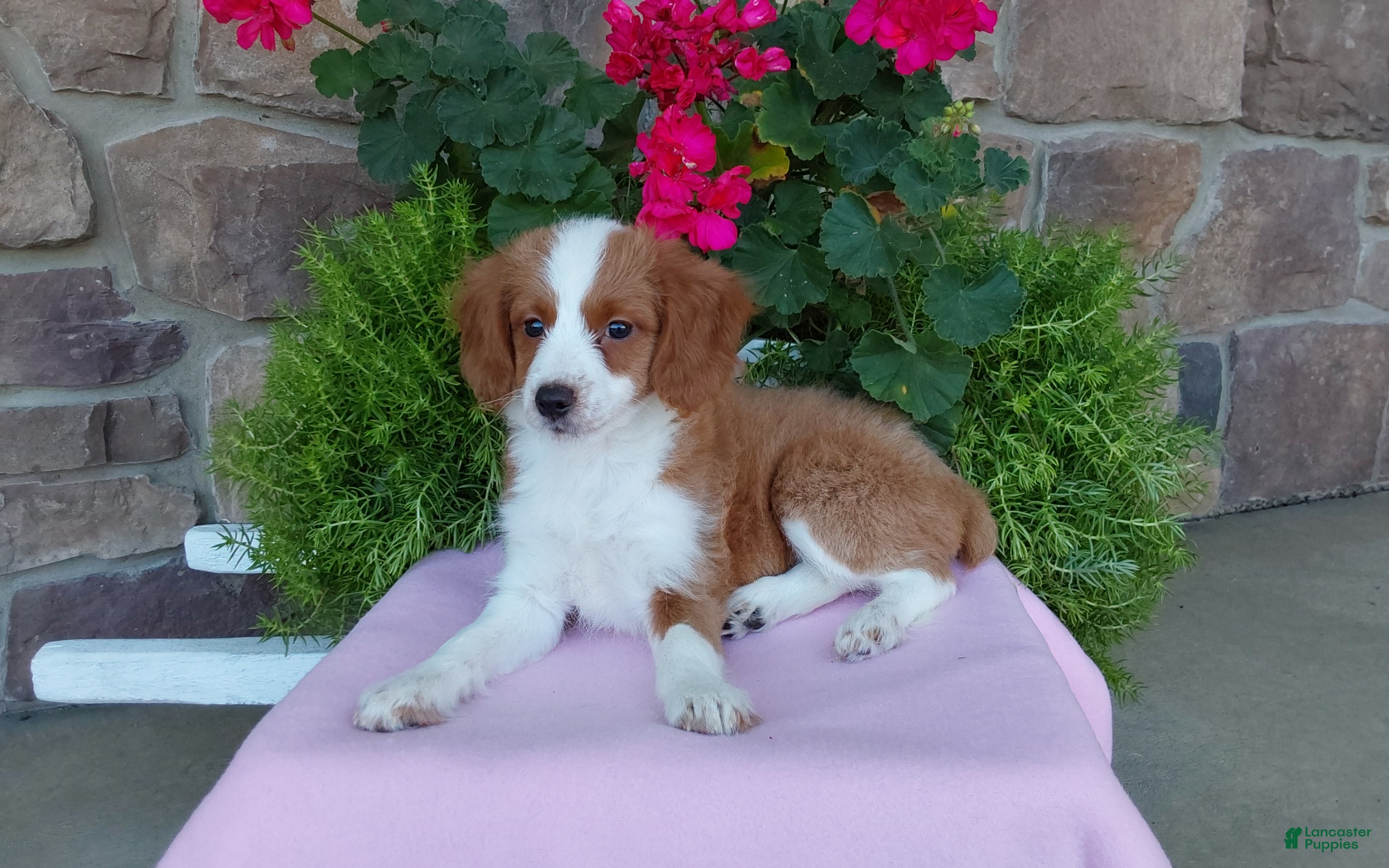 Aussiedoodle dogs Aussiedoodle 3 - Ad 2