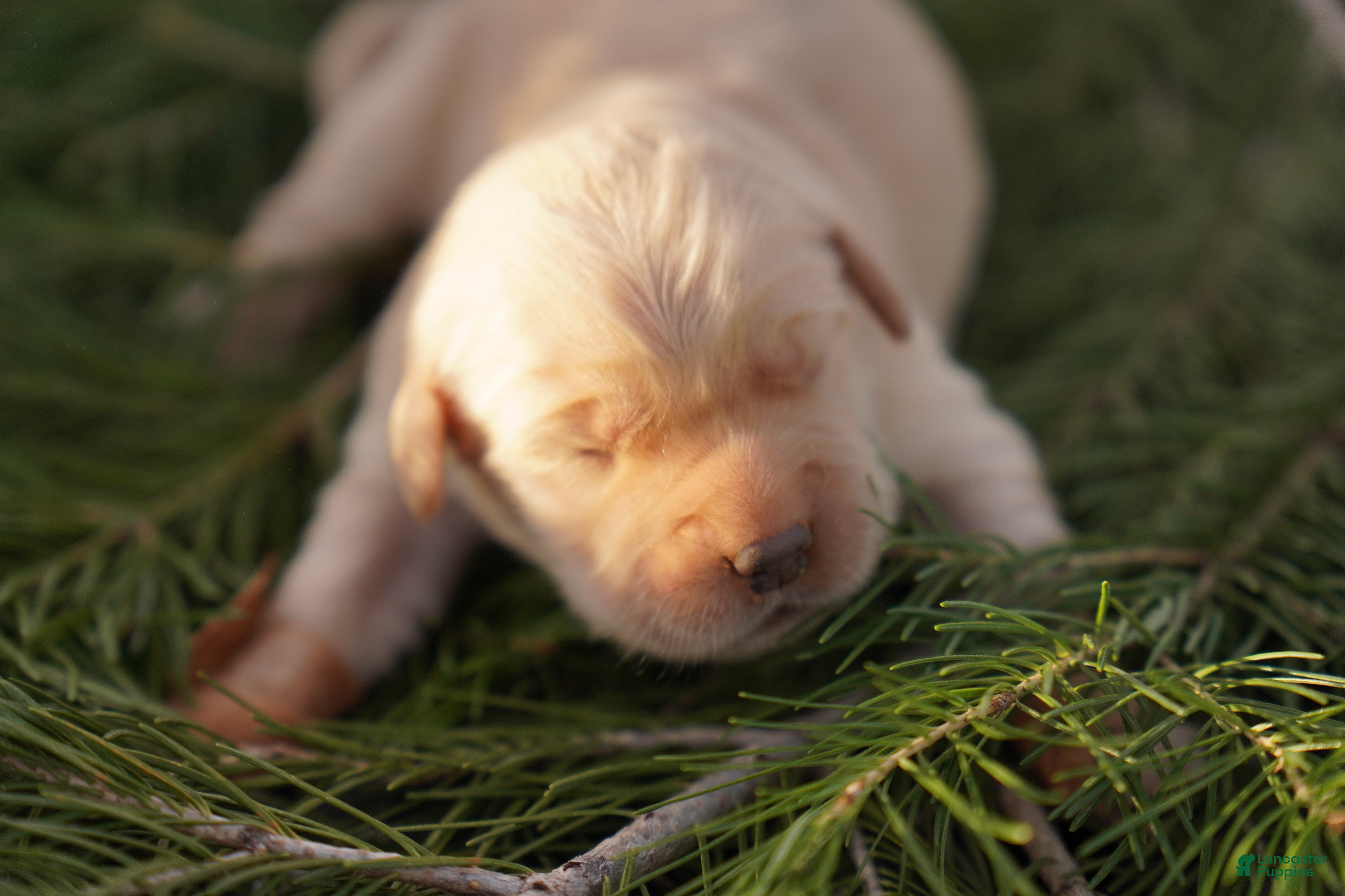 Golden Retriever dogs Indi - AKC, Genetically Clear - Ad 5