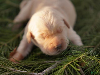 Golden Retriever dogs Indi - AKC, Genetically Clear - Ad 5