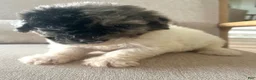 Mixed Breed dogs for sale: Sylvia - Ad 6