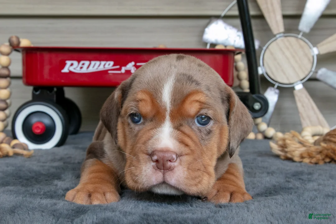 Beabull dogs for sale: Nacho - Ad 1
