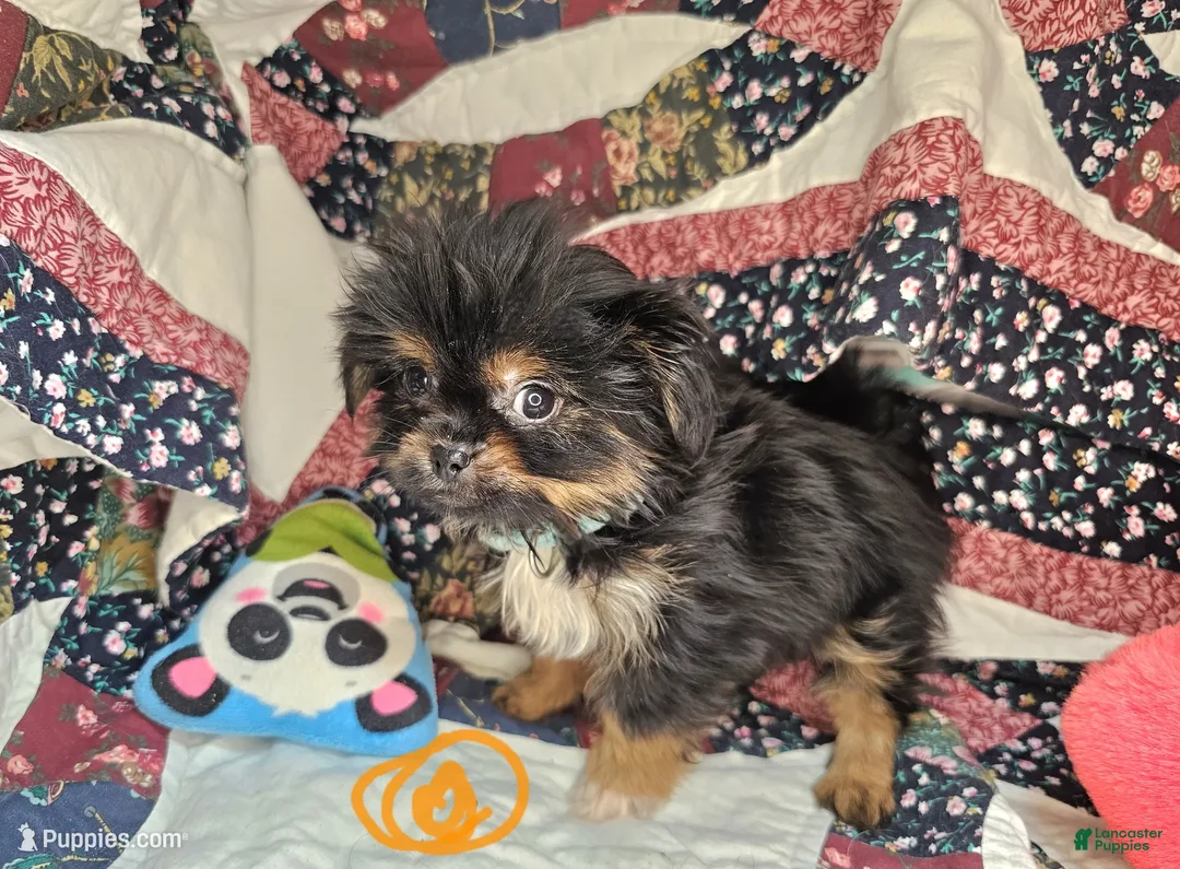 Mixed Breed dogs for sale: Ira Gershwin [Peke + Yorkie] - Ad 3