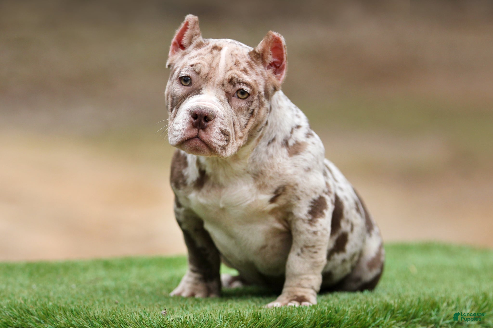 American Bully dogs Chocolate Merle Female - Ad 13