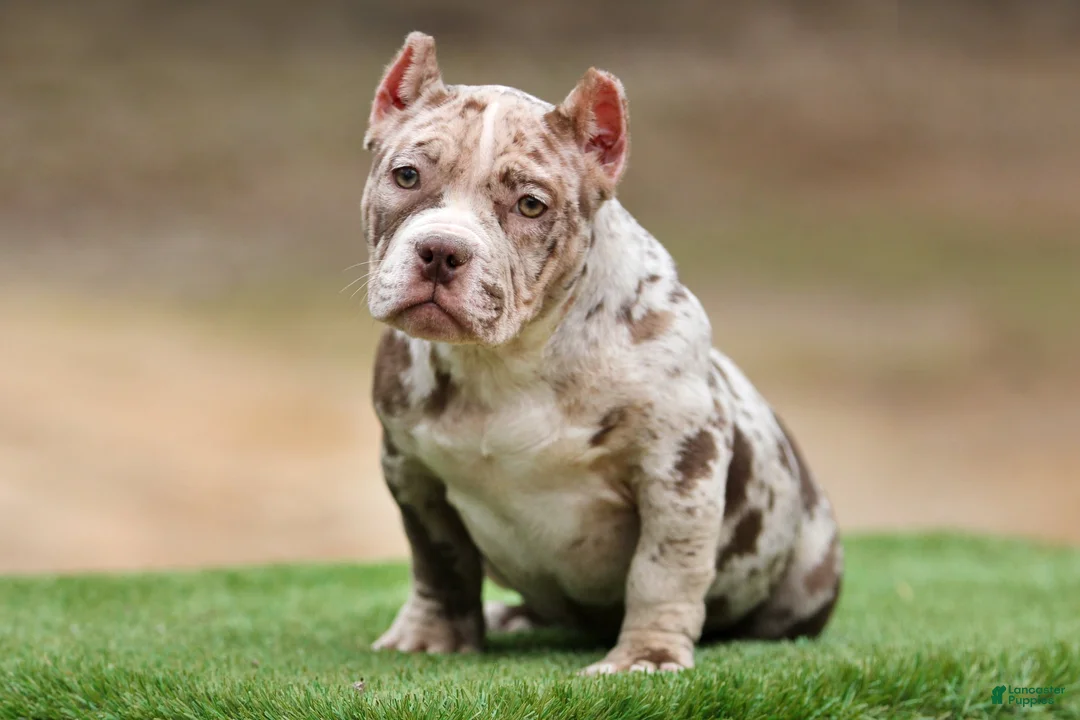 American Bully dogs for sale: Chocolate Merle Female - Ad 1