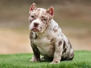 American Bully dogs Chocolate Merle Female - Ad 13