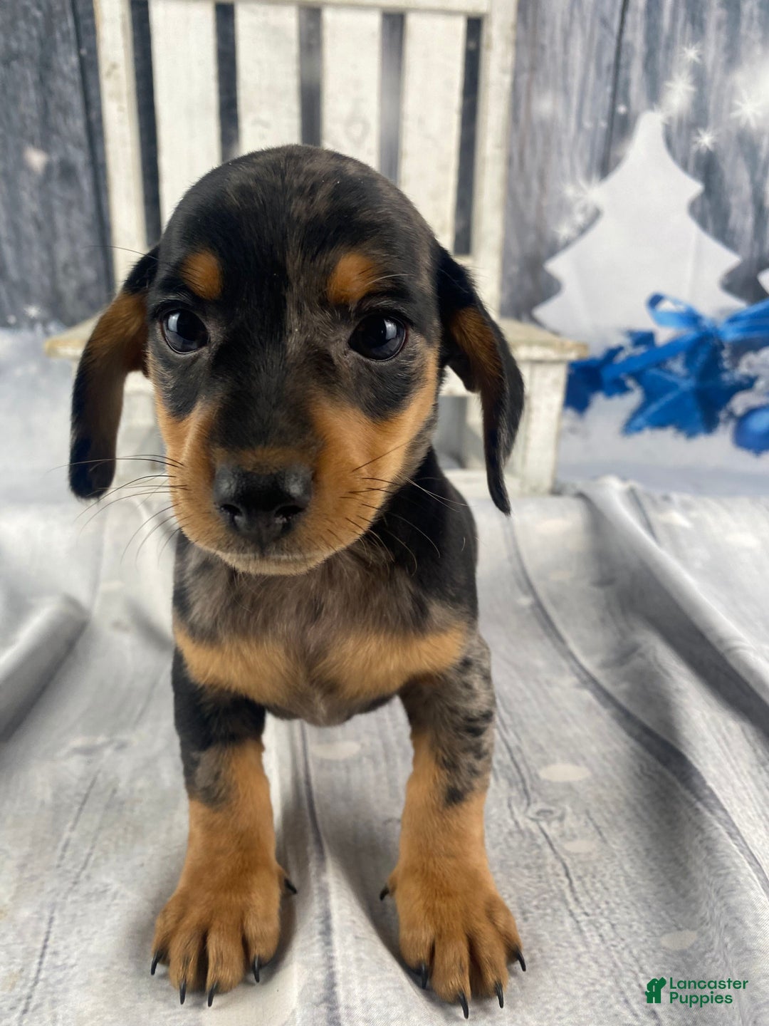 Miniature Dachshund dogs for sale: Rowdy - Ad 9