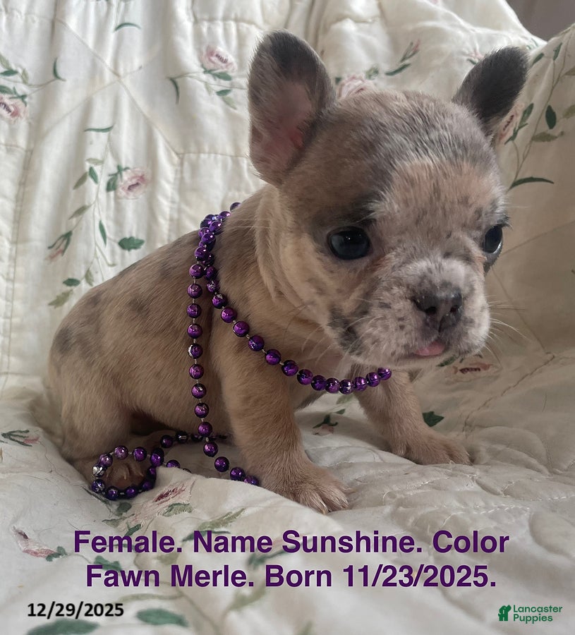 French Bulldog dogs Sunshine - Ad 36