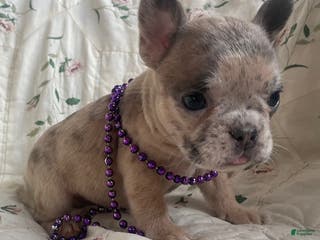 French Bulldog dogs Sunshine - Ad 31