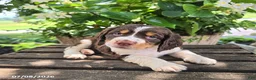 English Springer Spaniel dogs for sale: Remi - Ad 2